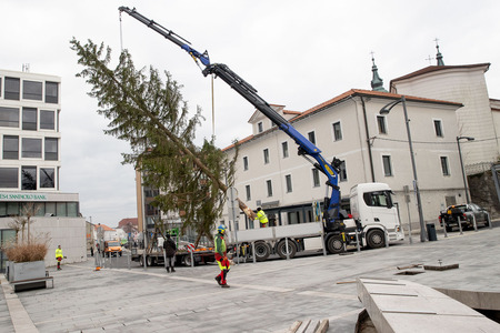 praznična smreka _ 2025 (6)